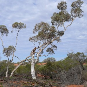 Eucalyptus gongylocarpa, Great Vistoria Desert, SA