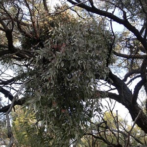 Amyema quandang - a mistletoe, near Cloncurry, Qld