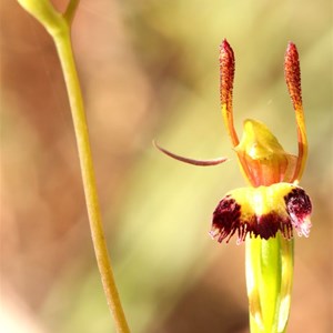 Hare orchid, Leporella fimbriata. Photo by Graeme W.