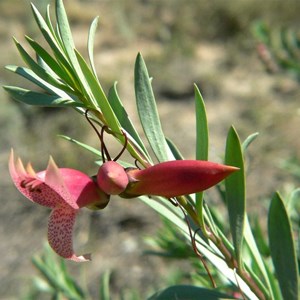 Fuschia Bush, Eremophila maculata