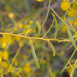 Acacia ligulata 