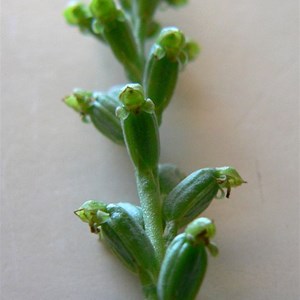 Microtis parviflora, ACT.