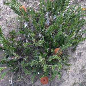 Banksia blechnifolia, Stirling Ranges NP, WA