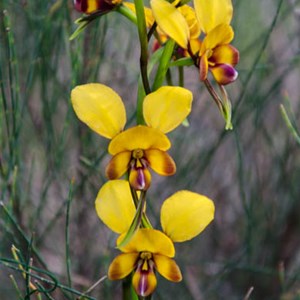Diuris brumalis: 'Donkey orchid'