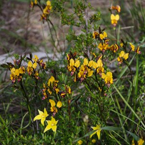 Diuris brumalis: 'Donkey orchid' with Caladenia flava: 'Cowslip' orchids
