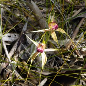 Grand Spider Orchid - Caladenia huegelii