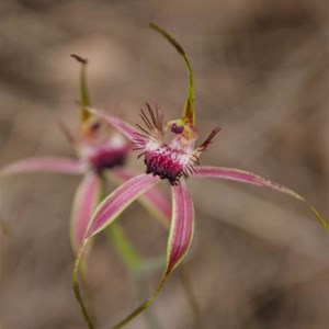 Caladenia huegelii:'Grand Spider' orchid