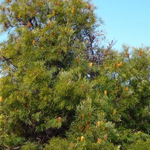 Swamp Banksia - Banksia littoralis