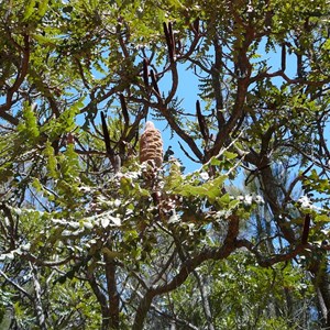 Bull Banksia - Banksia grandis