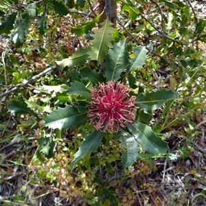 Holly-leaved Banksia - Banksia ilicifolia