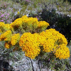 Morrison Featherflower - Verticordia nitens