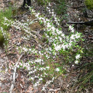 Crowea angustifolia var. platyphylla