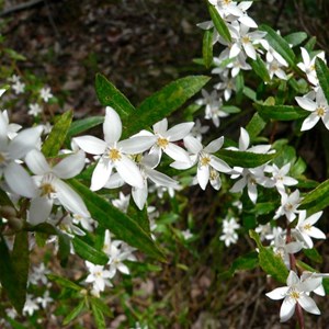 Crowea angustifolia var. platyphylla