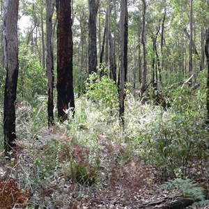 Crowea angustifolia var. platyphylla in jarrah forest, WA