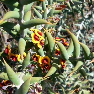 Ouch Bush, Daviesia pachyphylla near Jerramungup, WA