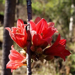 Wildflowers - Kimberley Rose