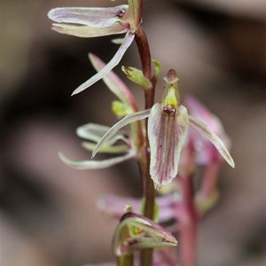 Mosquito Orchid. Photo by Graeme W