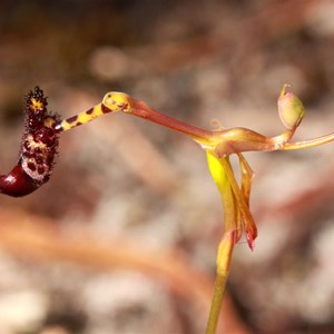 Warty Hammer Orchid, Drakaea livida