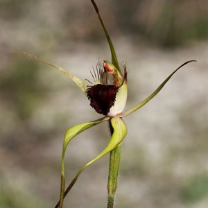 Scott River spider orchid, Caladenia thiniclola
