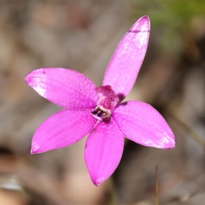 Pink Enamel Orchid