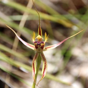 Forest Mantis Orchid