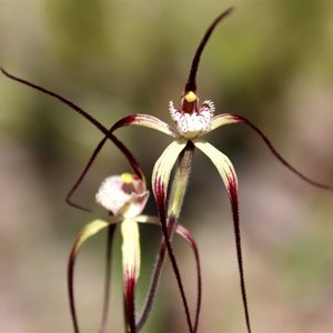 Chapmans spider orchid, Caladenia chapmanii