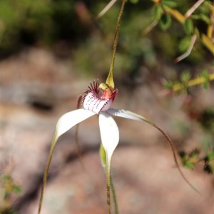  Splendid spider orchid, Caladenia splendens