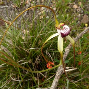  Giant spider orchid