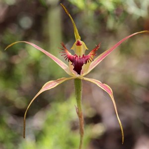 Funnel web spider orchid, Caladenia infundibularis