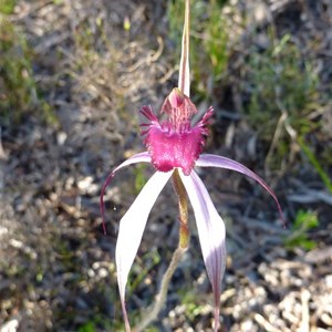 Cherry Spider orchid