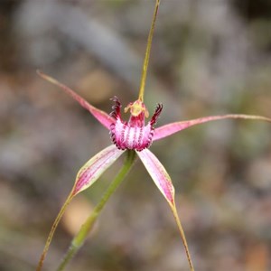 Christmas Spider Orchid