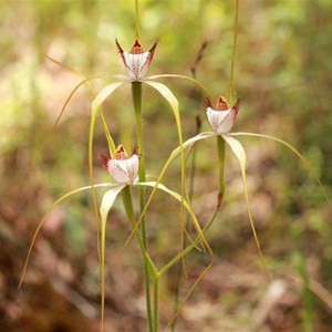 Chrismas spider orchid, Caladenia serotina