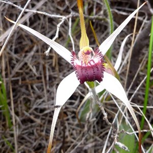Exotic spider orchid, Caladenia nivalis