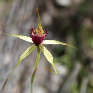 Dusborough spider orchid, Caladenia viridescens
