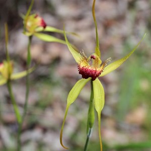 Carbunup king spider orchid , Caladenia procera