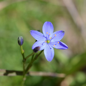 Chamaescilla corymbosa - Spring Gully SA