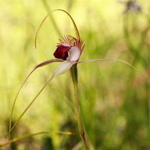 Tuart spider orchid, Caladenia georgei