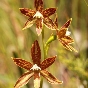  Chestnut sun orchid, thelymitra fuscolutea.