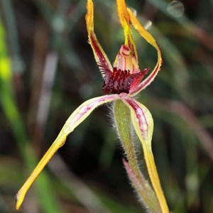  Reaching spider orchid, Caladenia arrecta