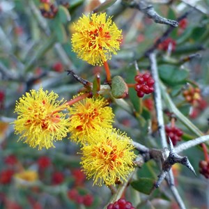 Acacia erinacea