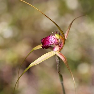 Boranup spider orchid - Caladenia boranup