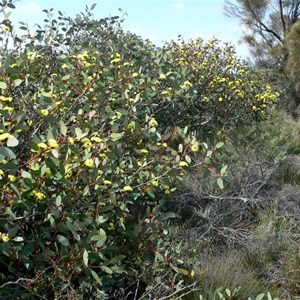 Eucalyptus preissiana near Bremer Bay, WA