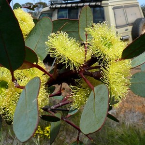 Eucalyptus preissiana near Bremer Bay, WA