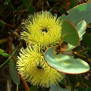 Eucalyptus preissiana near Hopetoun, WA