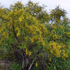 Orange Wattle - Acacia saligna