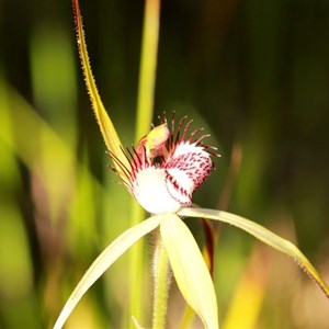 Possibly a hybrid of Caladenia longicauda