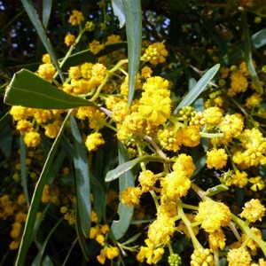 Summer-scented Wattle - Acacia rostellifera.