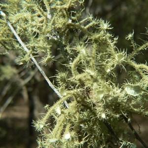 A fruticose lichen