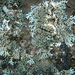 A foliose lichen