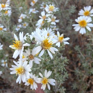 Olearia at Neale Junction, WA.